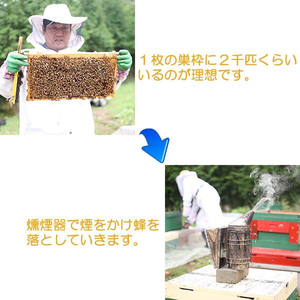 花房養蜂園 高原花房 蜂蜜 はちみつ ハチミツ 150g |  | 03