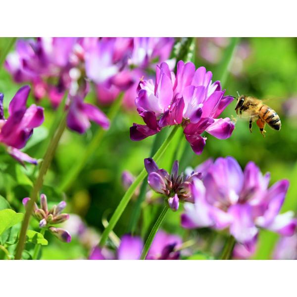 九州の蜂みつ ＜れんげ＞蜂蜜 川口養蜂場  国産はちみつ あさイチ 500g |  | 01