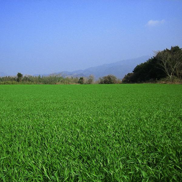 新日配薬品 有機青汁 45g(3g×15包) | 新日配薬品 | 02