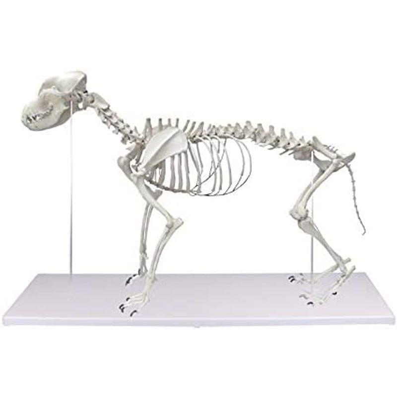 【新入荷】 ERLER ZIMMER (エルラージマー社) 犬 骨格模型 標本 骨格 関節可動 実物大 獣医学 動物解剖 犬解剖 ドッグ モデル アニマ 【BC1656757445】(58770円)
