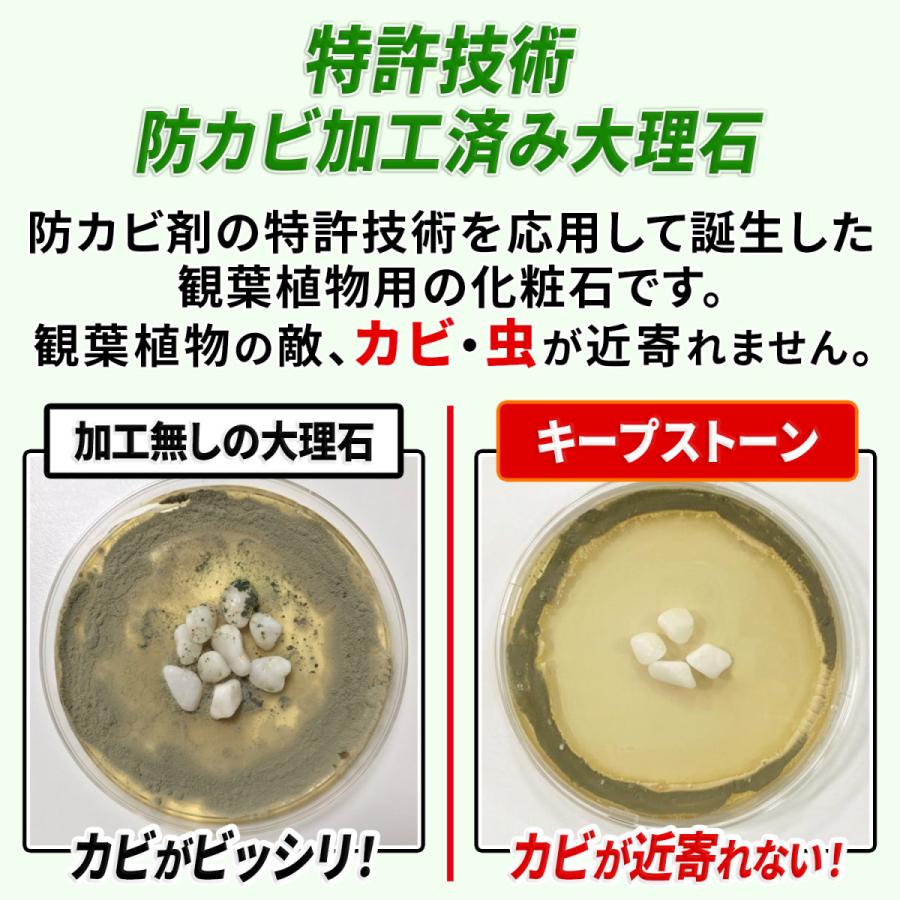 Keepstone キープストーン 800g 防カビ化粧石 防カビ 観葉植物のカビを防止する防カビ剤を浸透させた大理石の化粧石 化粧砂利 虫予防 カビ予防 B S800 B S800 純閃堂yahoo 店 通販 Yahoo ショッピング