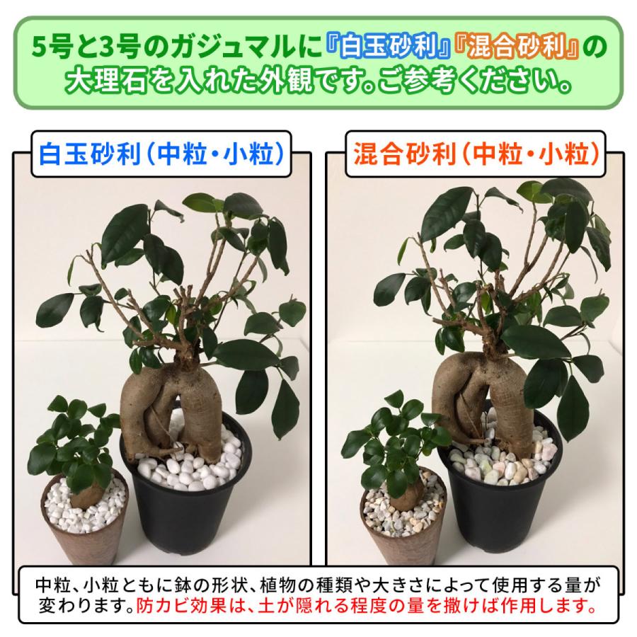 防カビ加工済み大理石 キープストーン 白玉砂利 中粒 4800g B-S4800W /植物 観葉植物の土のカビ防止 植木鉢の白カビを対策してカビ予防と虫よけに/ホワイト｜junsendo｜12