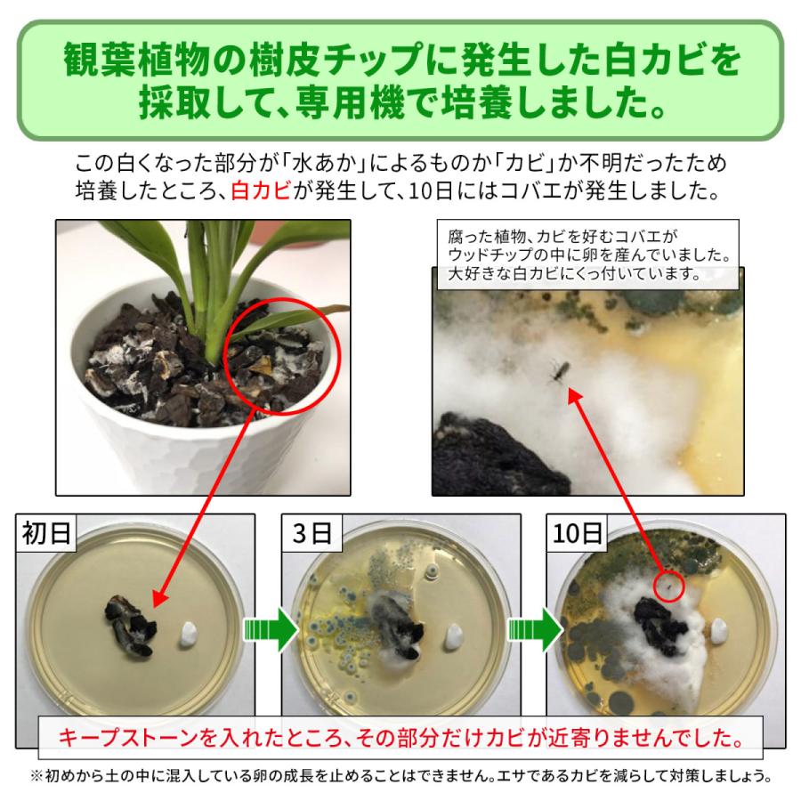 防カビ加工済み大理石 キープストーン 白玉砂利 中粒 4800g B S4800w 植物 観葉植物の土のカビ防止 植木鉢の白カビを対策してカビ予防と虫よけに ホワイト K S4800 純閃堂yahoo 店 通販 Yahoo ショッピング