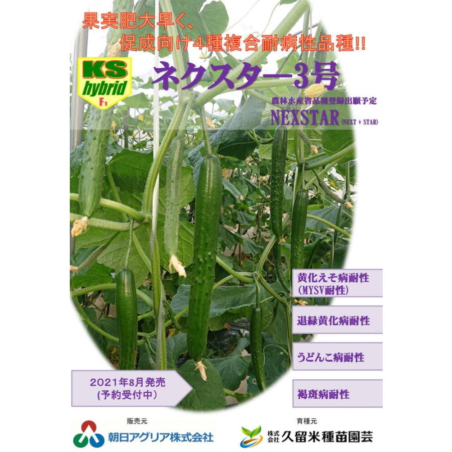 ネクスター3号 350粒 胡瓜 キュウリ きゅうり【朝日アグリア 種 たね タネ 】【【通常5倍 5のつく日はポイント10倍】】 | 