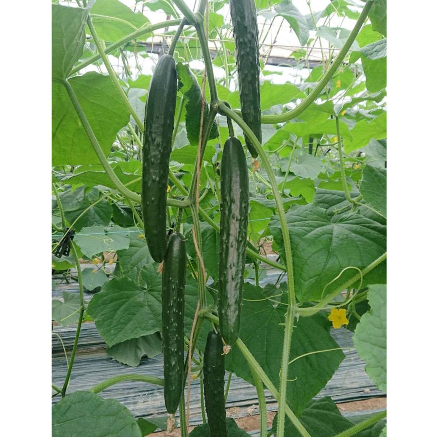 優聖 350粒 胡瓜 キュウリ きゅうり【朝日アグリア 種 たね タネ 】【【通常5倍 5のつく日はポイント10倍】】 | 