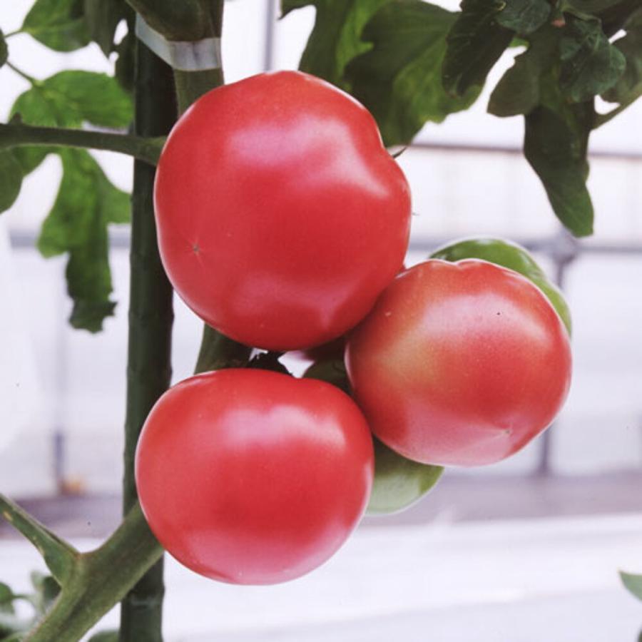 アニモTY-12 100粒 トマト とまと 蕃茄【朝日アグリア 種 たね タネ 】【【通常5倍 5のつく日はポイント10倍】】 | 