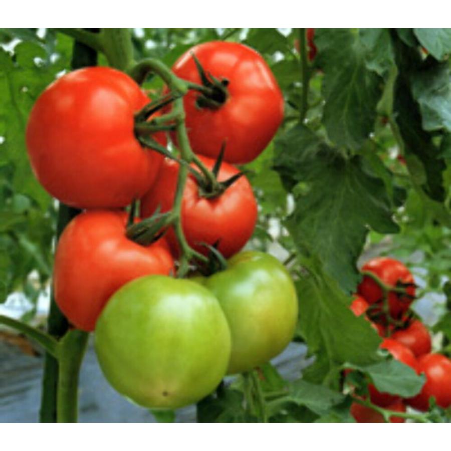 アニモTY-12 100粒 トマト とまと 蕃茄【朝日アグリア 種 たね タネ 】【【通常5倍 5のつく日はポイント10倍】】 |  | 01