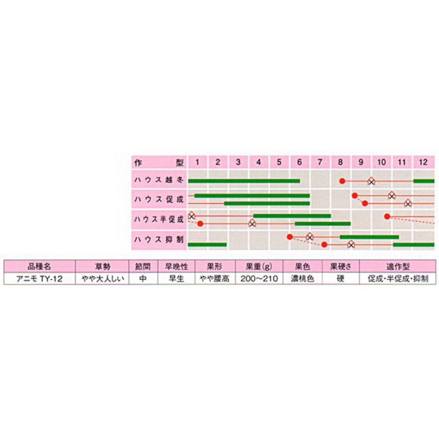 アニモTY-12 100粒 トマト とまと 蕃茄【朝日アグリア 種 たね タネ 】【【通常5倍 5のつく日はポイント10倍】】 |  | 02