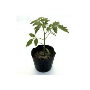 台好き 100粒 トマト台木 トマトダイギ とまとだいぎ【朝日アグリア 種 たね タネ 】【【通常5倍 5のつく日はポイント10倍】】 | 