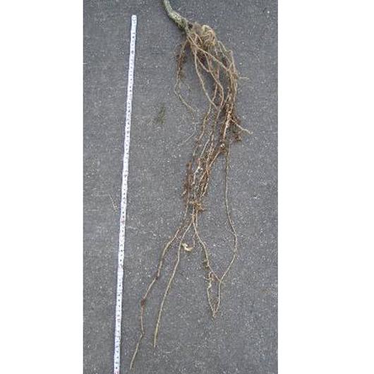 がっちりエース 350粒 キュウリ用台木 キュウリダイギ きゅうりだいぎ【朝日アグリア 種 たね タネ 】【通常5倍 5のつく日はポイント10倍】 | 