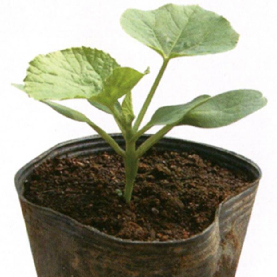 ワンツージャック 100粒 メロン台木 メロンダイギ めろんだいぎ【朝日アグリア 種 たね タネ 】【【通常5倍 5のつく日はポイント10倍】】 | 