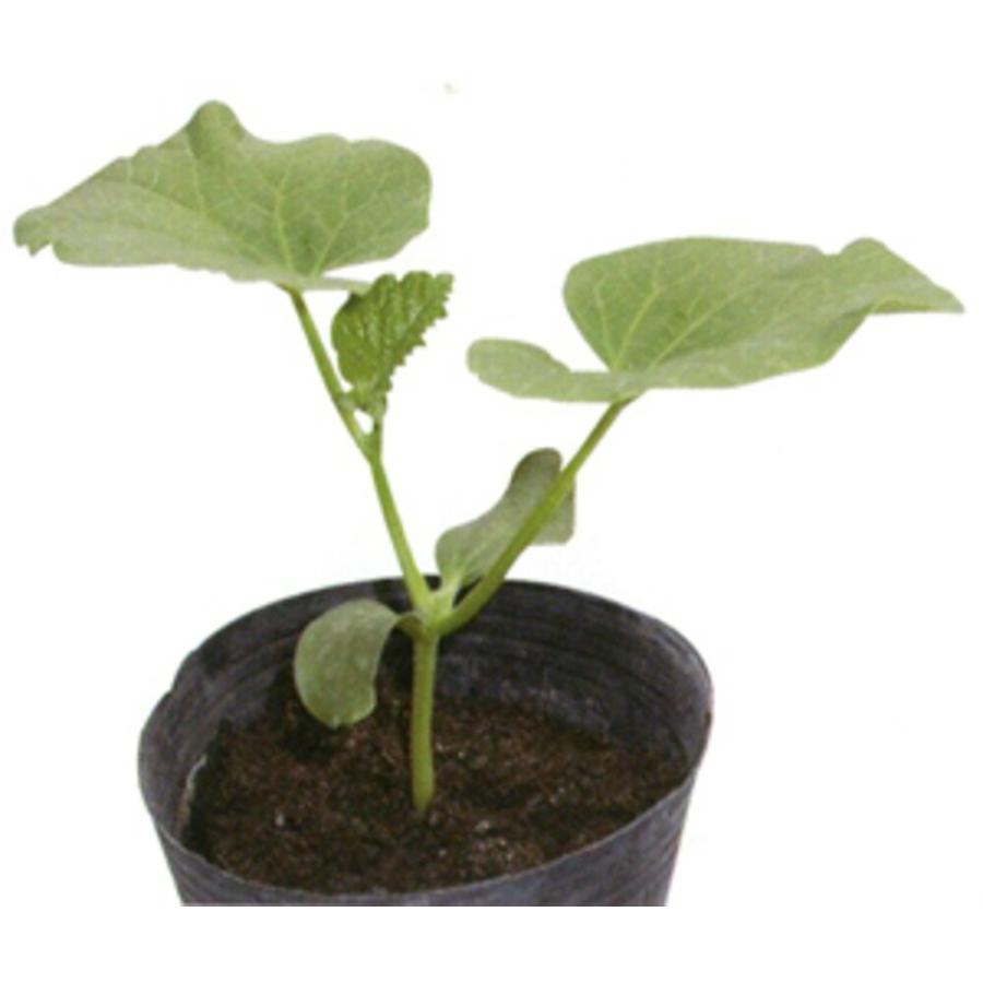 ワンツーシャット 100粒 メロン台木 メロンダイギ めろんだいぎ【朝日アグリア 種 たね タネ 】【【通常5倍 5のつく日はポイント10倍】】 | 