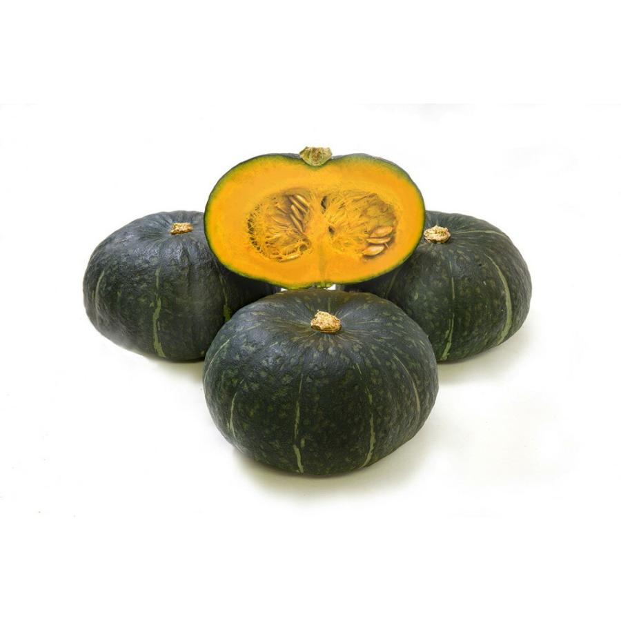 プリメラビスタ 500粒 南瓜 カボチャ かぼちゃ【朝日アグリア 種 たね タネ 】【【通常5倍 5のつく日はポイント10倍】】 | 