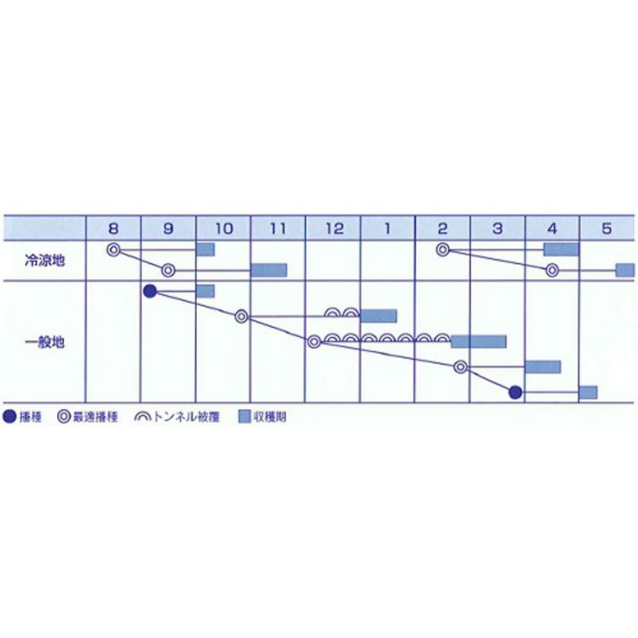 スターバックス！トレー3点セット❣️非売品！お値下げ❣️ まるで
