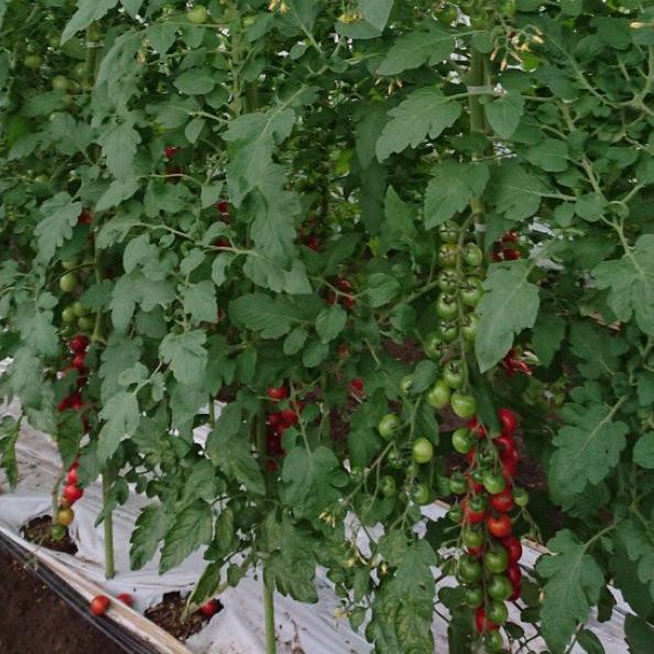 ランゼ(AS-376)　100粒 トマト とまと 蕃茄【朝日アグリア 種 たね タネ 】【通常5倍 5のつく日はポイント10倍】 |  | 01