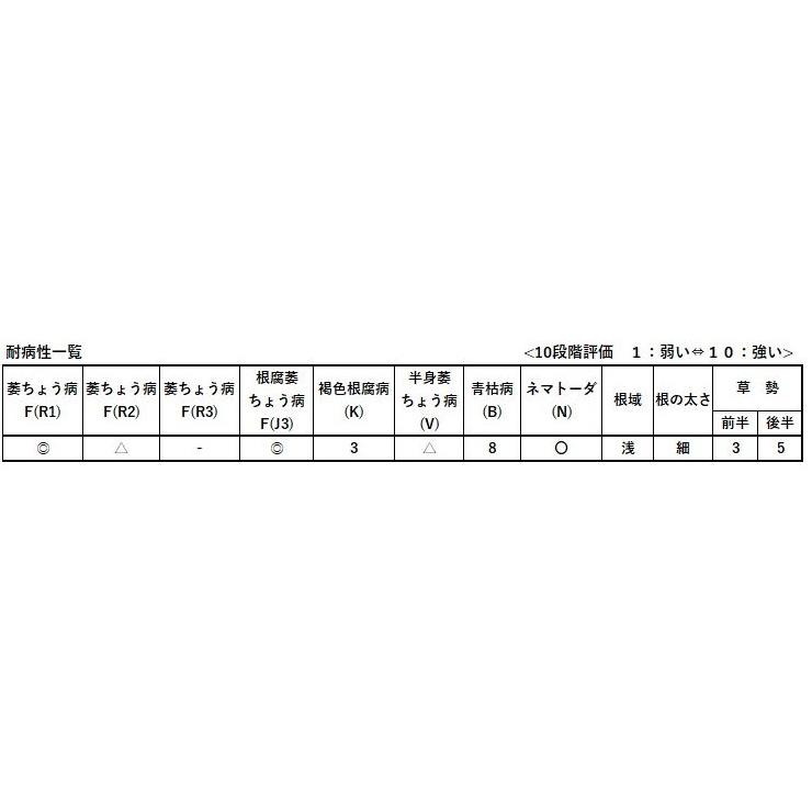 がんばる根 1000粒 台木 ダイギ だいぎ 1000粒 トマト台木  愛三種苗 【愛三種苗 種 たね タネ 】【通常5倍 5のつく日はポイント10倍】◎ |  | 01