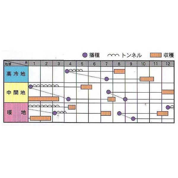 キャロリア コート1万粒 ニンジン にんじん 人参 【アサヒ農園 種 たね タネ 】【通常5倍 5のつく日はポイント10倍】 |  | 01