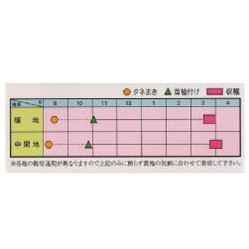エーティーワン(AT-1) 2dl 玉ねぎ たまねぎ 玉葱 タマネギ 【アサヒ農園 種 たね タネ 】【通常5倍 5のつく日はポイント10倍】 |  | 01