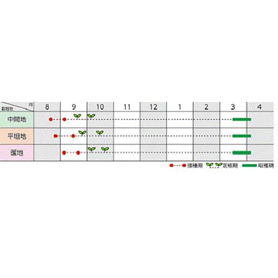 すずか(BL-818) 2000粒 ブロッコリー 【ブロリード 種 たね タネ