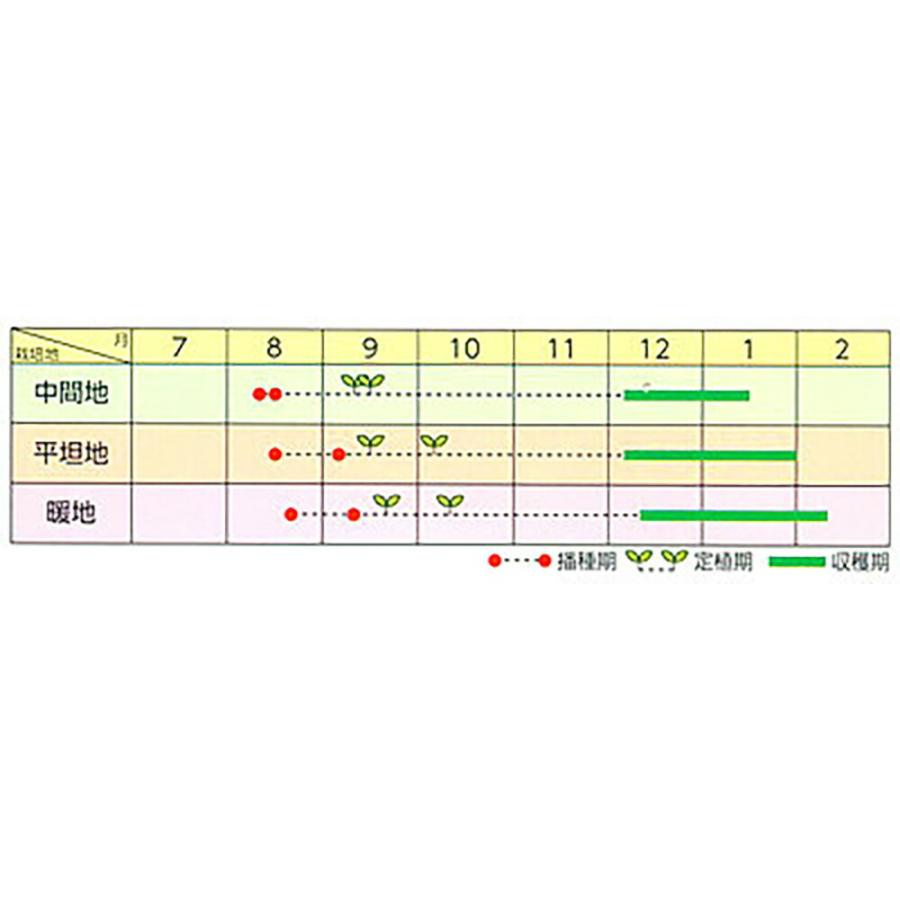アーサー(BL-646) 5000粒(Lコート) ブロッコリー 【ブロリード