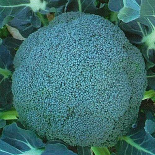 BL-456 5000粒(Lコート) ブロッコリー 【ブロリード 種 たね タネ 】【通常5倍 5のつく日はポイント10倍】 | 