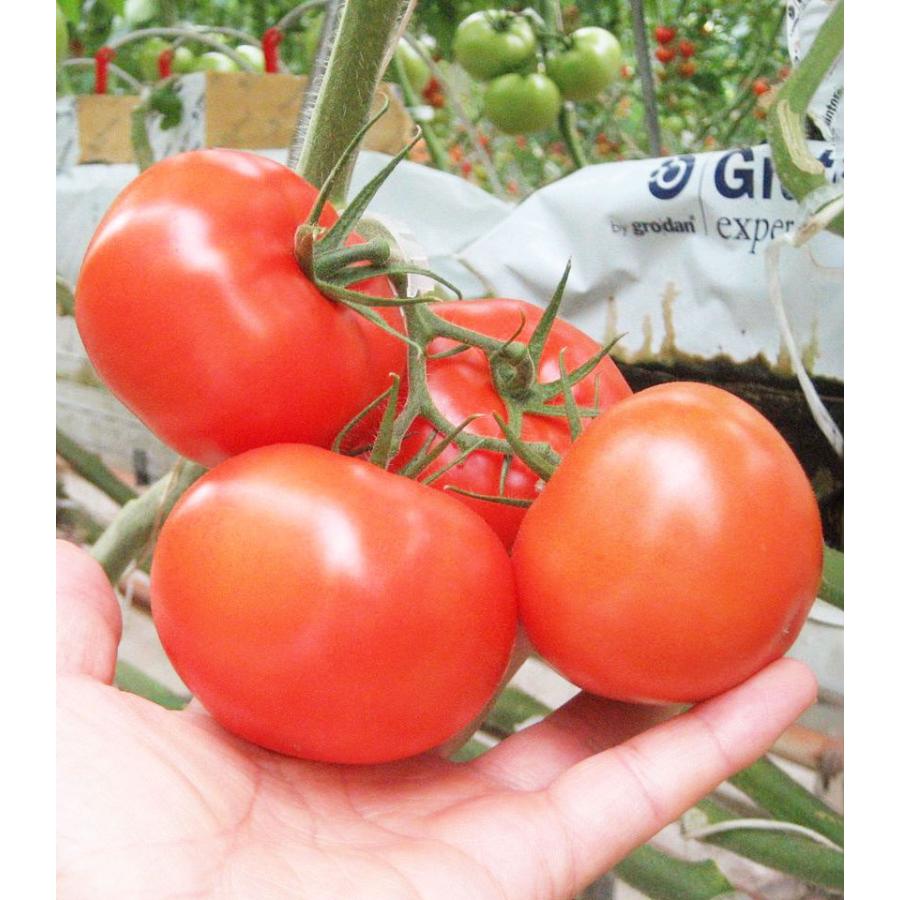 カナバロ 500粒 トマト とまと 大玉トマト 【エンザの種 種 たね タネ】【通常5倍 5のつく日はポイント10倍】 | 