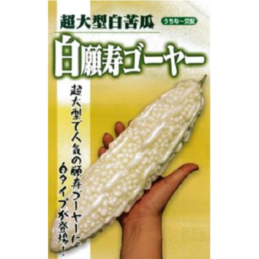 白願寿ゴーヤー 100粒 ニガウリ にがうり 苦瓜【フタバ 種 たね タネ】【通常5倍 5のつく日はポイント10倍】 | 