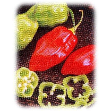 ハバネロ(レッド) 1000粒 唐辛子 とうがらし トウガラシ【フタバ 種 たね タネ】【通常5倍 5のつく日はポイント10倍】 |  | 01