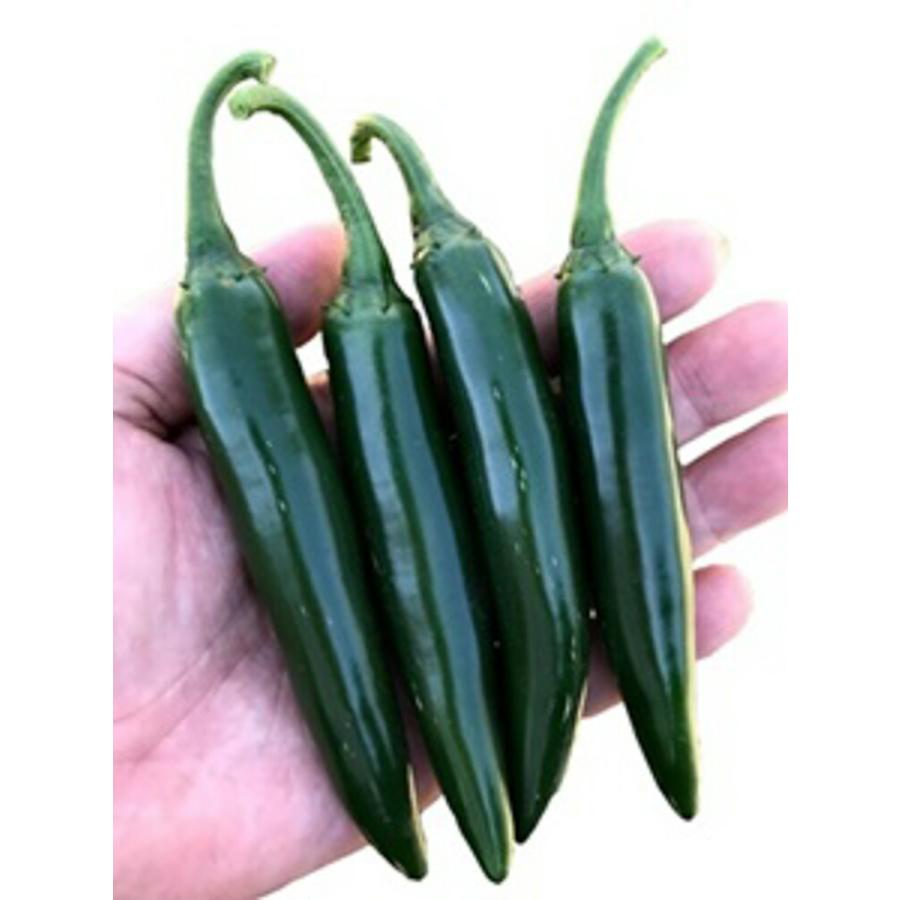 セラーノ 1000粒 唐辛子 とうがらし トウガラシ【フタバ 種 たね タネ】【通常5倍 5のつく日はポイント10倍】 | 