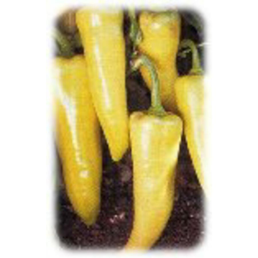 バナナクリーム 1000粒 唐辛子 とうがらし トウガラシ【フタバ 種 たね タネ】【通常5倍 5のつく日はポイント10倍】 | 