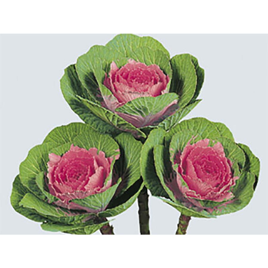 紅寿  1000粒 葉牡丹 ハボタン はぼたん【石井育種場 種 たね タネ】【通常5倍 5のつく日はポイント10倍】 | 