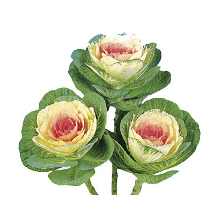 駿河の初日  1000粒 葉牡丹 ハボタン はぼたん【石井育種場 種 たね タネ】【通常5倍 5のつく日はポイント10倍】 | 