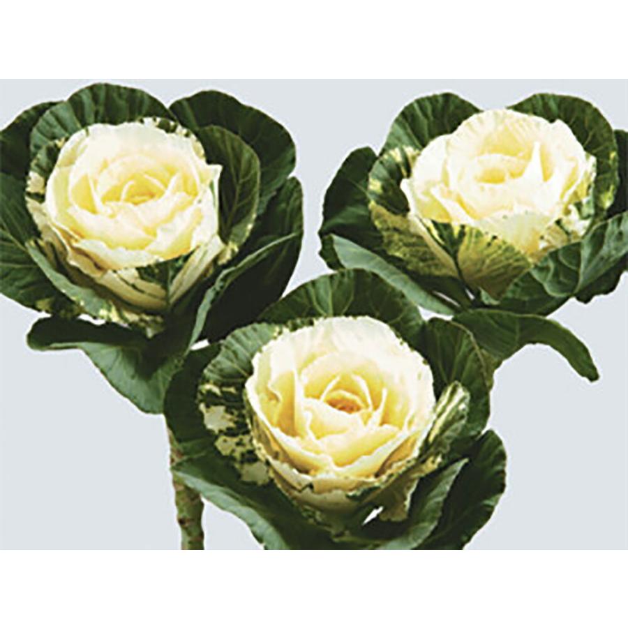 ムーンライト  1000粒 葉牡丹 ハボタン はぼたん【石井育種場 種 たね タネ】【通常5倍 5のつく日はポイント10倍】 | 