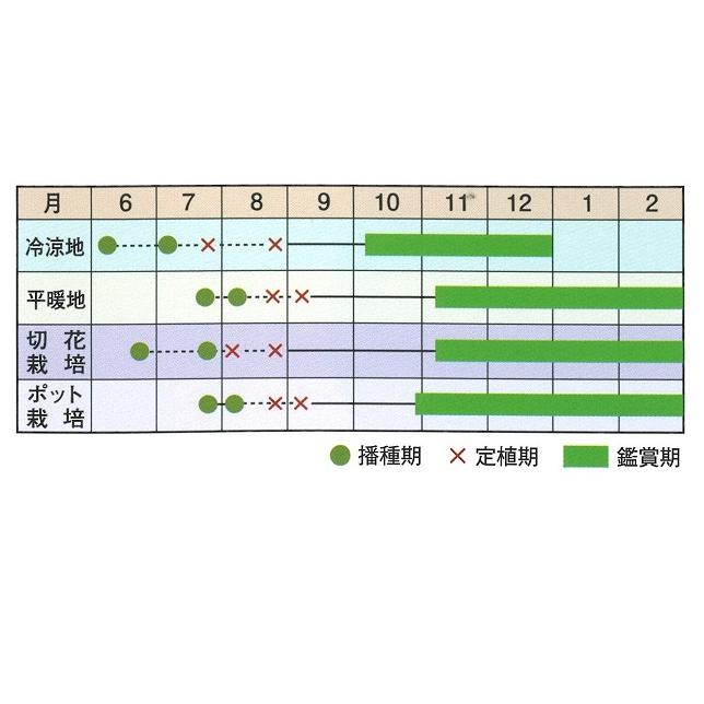 ムーンライト  1000粒 葉牡丹 ハボタン はぼたん【石井育種場 種 たね タネ】【通常5倍 5のつく日はポイント10倍】 |  | 01
