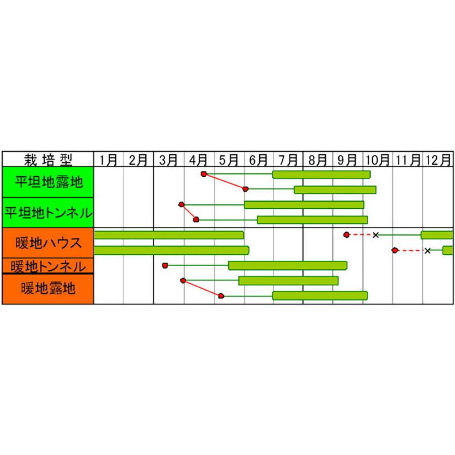 いなみどり 1L オクラ おくら 【小林種苗 種 たね タネ】【通常5倍 5のつく日はポイント10倍】 オクラ