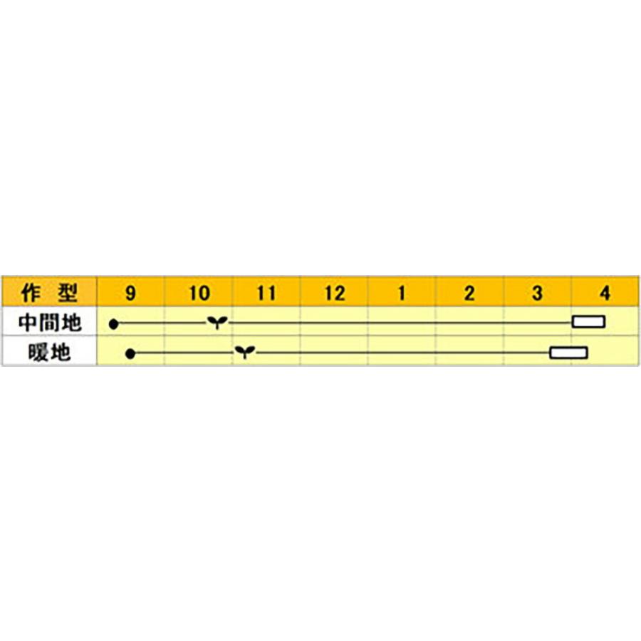 スーパーGT 2dl 玉ねぎ たまねぎ 玉葱 タマネギ【小林種苗 種 たね