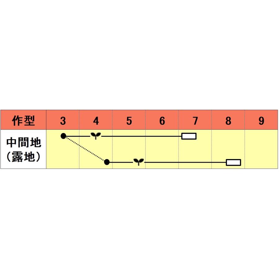 おてがるテンテン 100粒 めろん メロン 舐瓜【小林種苗 種 たね タネ】【通常5倍 5のつく日はポイント10倍】 |  | 01