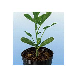 大地かんぴょう 2dl袋 干瓢 カンピョウ かんぴょう【神田育種農場 種 たね タネ 】【通常5倍 5のつく日はポイント10倍】 | 