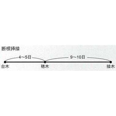 大地かんぴょう 2dl袋 干瓢 カンピョウ かんぴょう【神田育種農場 種 たね タネ 】【通常5倍 5のつく日はポイント10倍】 |  | 01