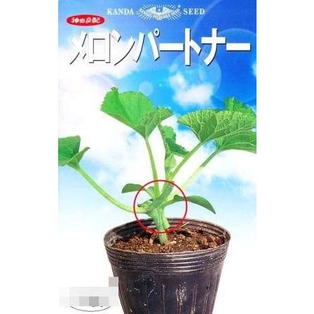 メロンパートナー(メロン共台) 100粒 台木 ダイギ だいぎ【神田育種農場 種 たね タネ 】【通常5倍 5のつく日はポイント10倍】 | 