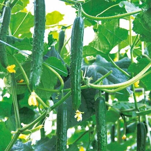 MTフェニックス 350粒 胡瓜 キュウリ きゅうり【久留米原種育成会 種 たね タネ】【通常5倍 5のつく日はポイント10倍】 | 