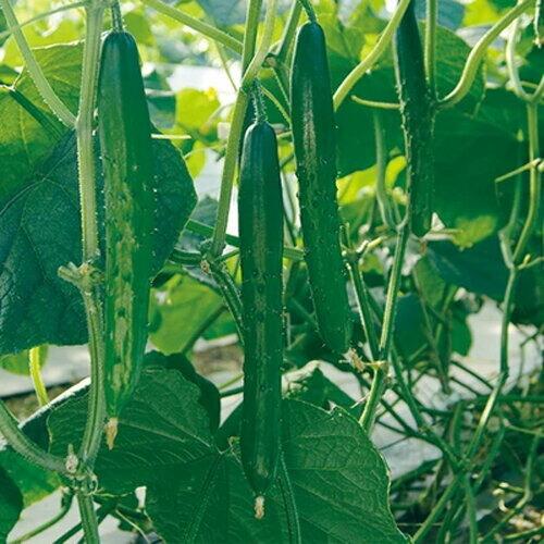 MTソフィア 350粒 胡瓜 キュウリ きゅうり【久留米原種育成会 種 たね タネ】【通常5倍 5のつく日はポイント10倍】 | 
