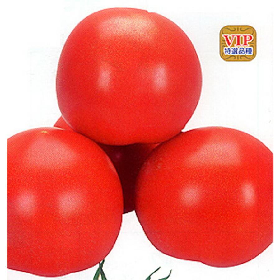 トマト黄化えそ病抵抗性品種！葉かび病にも強い！SR彩福 1000粒 トマト とまと 蕃茄【カネコ種苗 種 たね タネ 】【通常ポイント7倍5の付く日は10倍】
