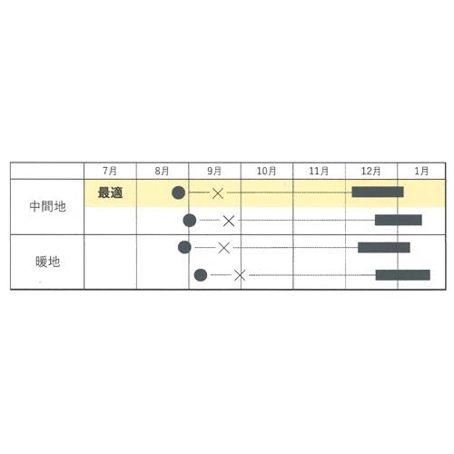 ことぶき 20ml 白菜 ハクサイ はくさい【カネコ種苗 種 たね タネ 】【通常5倍 5のつく日はポイント10倍】の画像