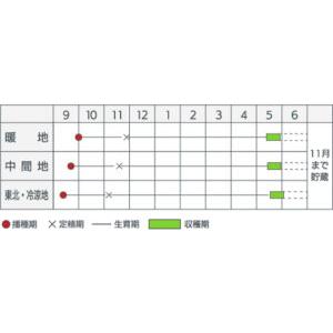 玉ねぎ rk0003_2.jpg