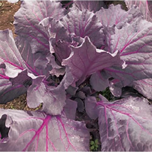 ジューシーパープル(f1) コート1800粒 ケール けーる【増田採種場 種 たね タネ】【通常5倍 5のつく日はポイント10倍】 | 