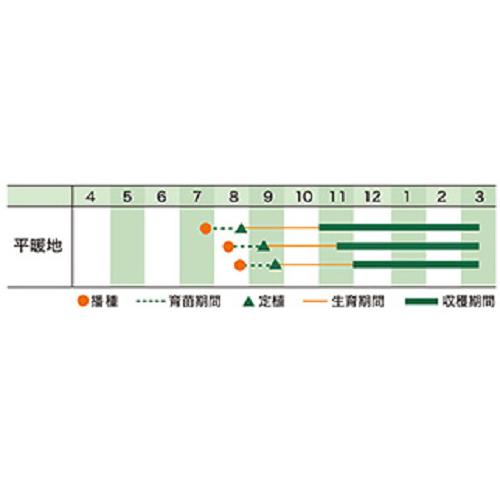 ジューシーパープル(f1) コート1800粒 ケール けーる【増田採種場 種 たね タネ】【通常5倍 5のつく日はポイント10倍】 |  | 01