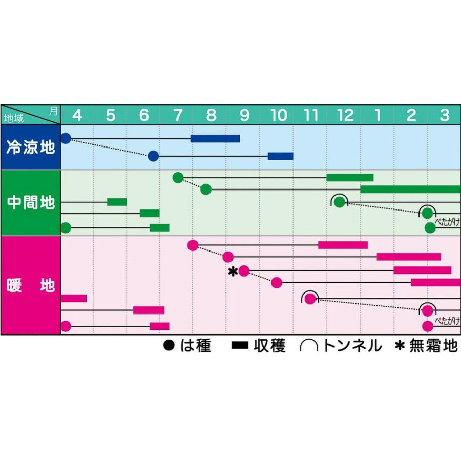 クリスティーヌ人参 ペレット1万粒 ニンジン にんじん 人参【ヴィルモランみかど 種 たね タネ】【通常5倍 5のつく日はポイント10倍】 |  | 01