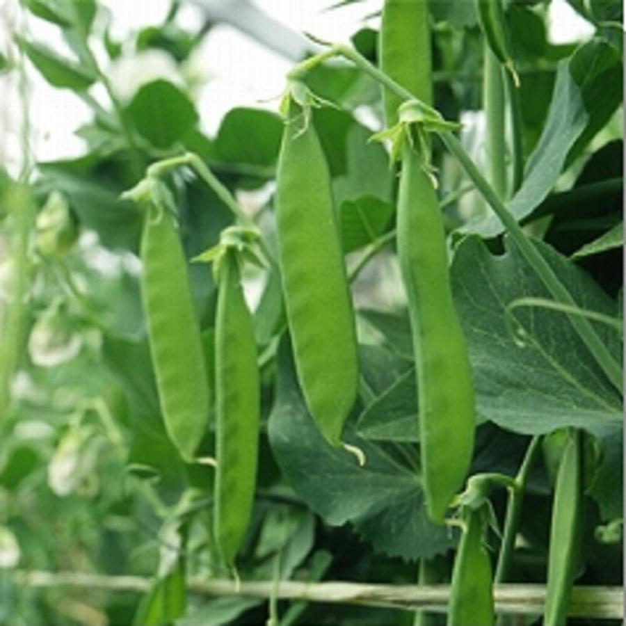 ニムラ白花絹莢C 1L 袋 さやえんどう サヤエンドウ 莢豌豆【ヴィルモランみかど 種 たね タネ】【通常5倍 5のつく日はポイント10倍】 | 