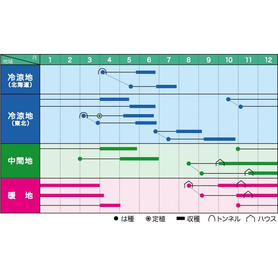 ニムラ白花絹莢C 1L 袋 さやえんどう サヤエンドウ 莢豌豆【ヴィルモランみかど 種 たね タネ】【通常5倍 5のつく日はポイント10倍】 |  | 01